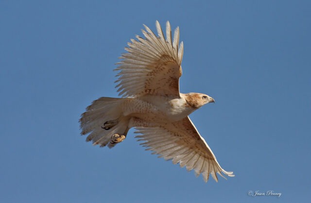 Leucistic Red-Tailed Hawk Photos From Barb Zimonick – Kamloops ...